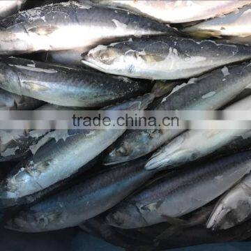 Frozen WR Pacific mackerel Seafood