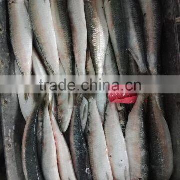 Superior Quality Sardine for Bait on Sale photo-4