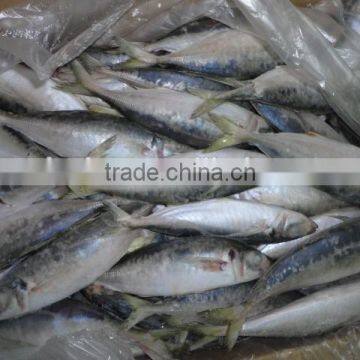 Frozen Horse Mackerel photo-3