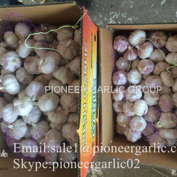 2017 Crop Purple Red Normal White Garlic 5.5cm In Carton Box mesh bag