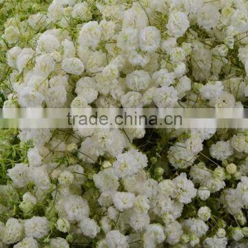 Best quality stylish new product flower fresh gypsophila