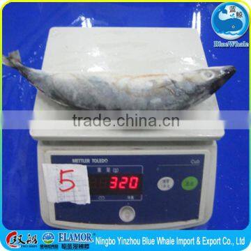 gold fish supplier Grade A frozen pacific mackerel