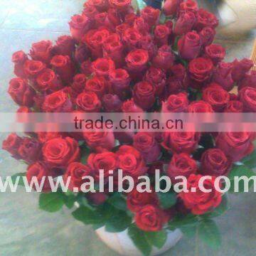 Cut Rose