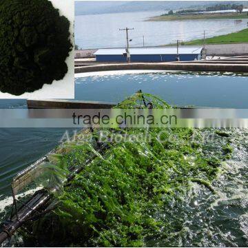 Tablets Dosage Form and Nourishing The Stomach & The Liver Function Royale Spirulina in Bulk photo-2