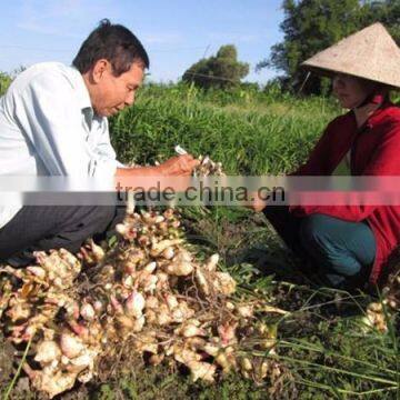 VIETNAM GOOD QUALITY BIG SIZE NEW CROP FRESH GINGER