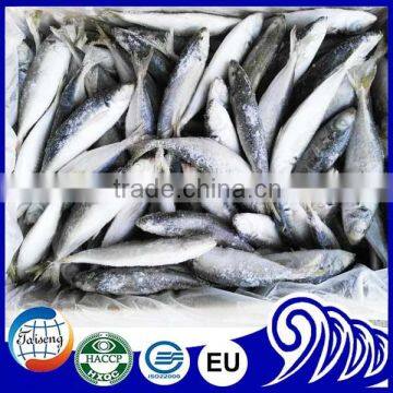 frozen round scad Decapterus Maruadsi