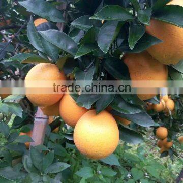Fresh Gannan Navel Orange, Best Quality China Navel Orange photo-5