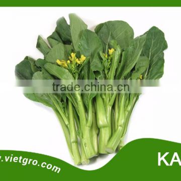 High Yield OP Chinese Kale Seed - Kale