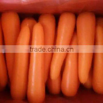 VIETNAM FRESH CARROTS CHEAP photo-2