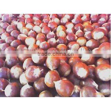 bulk chestnut