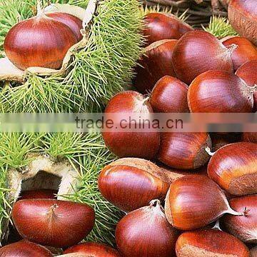 edible fresh chestnut