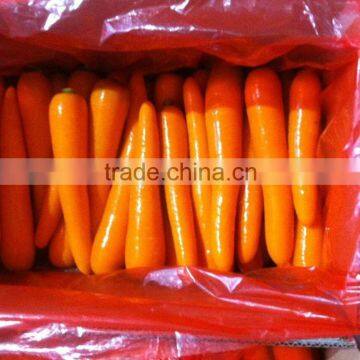 Hot Sale Small Size Fresh Carrot