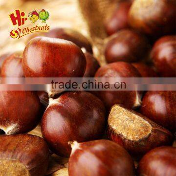 hot sale Organic Fresh Chinese Chestnut