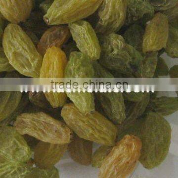 China suppliers best price green raisin