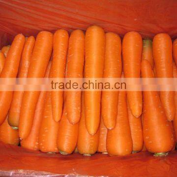 Carrot