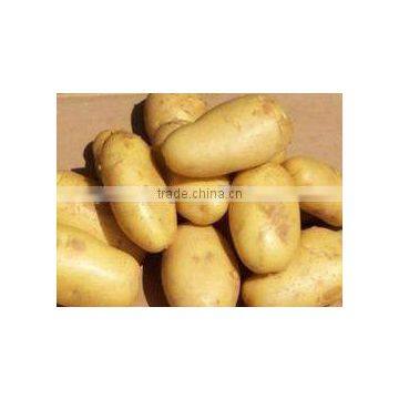 Holland Potato Pack in Mesh Bag or Carton photo-2