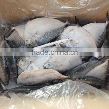 Frozen Moonfish150-200g/pc Whole Round IQF Mene Maculata photo-2