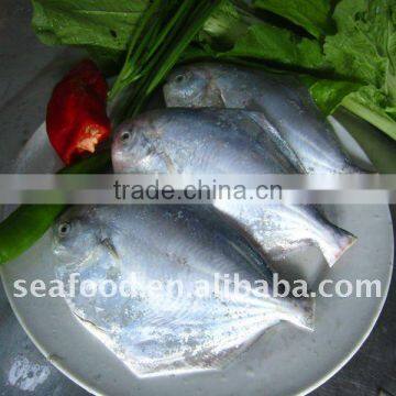 gutted tailess silver pomfret, white pomfret