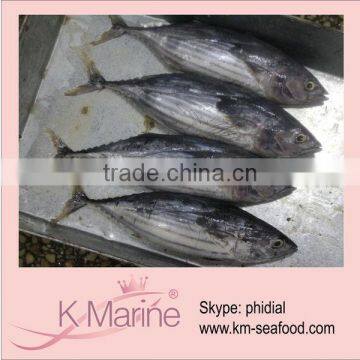 Sea Frozen Skipjack Tuna Price lot number#kmw4032