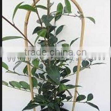 U-hoop Bamboo Poles Baoboo Canes for Agriculture photo-3