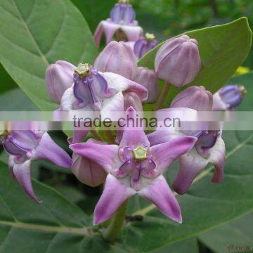 CALOTROPIS GIGANTEA photo-2