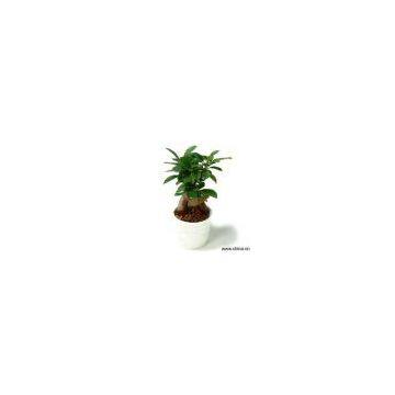 Sell Ficus Microcarpa