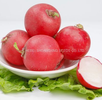 Red Skin High Quality Hybrid Radish Seeds