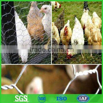Hexagonal wire mesh factory/galvanized poultry wire netting                        
                                                Quality Choice