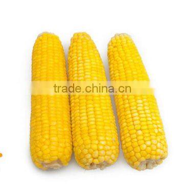 IQF processing Frozen sweet corn cob