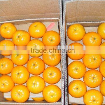 Mandarin "Kinnow" Special Offer for Malaysia