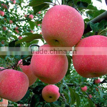 Best Selling Nutritious Apple Fuji Apples Chinese Fuji Apple