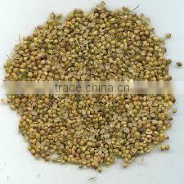 Organic Coriander