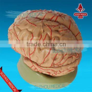 Distribution of Brain and Cerebral Arteries photo-2
