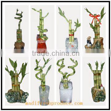 lucky bamboo vases easy to grow