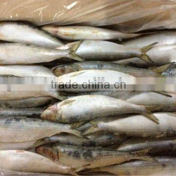 Frozen Sardines WR 8-10pcs/kg fishing