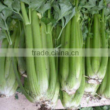 2015 New crop fresh celery