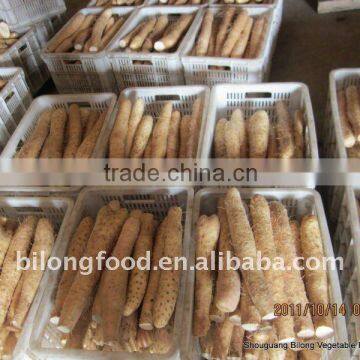 wholesale New Crop fresh chinese yam