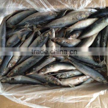 seafrozen whole round pacific mackerel fish IQF