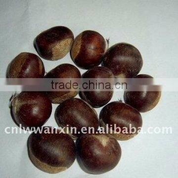 china new crop chestnut comes