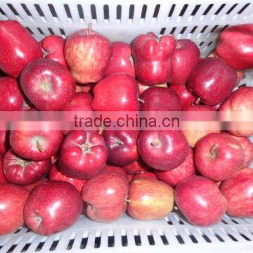 HUANIU APPLE photo-3