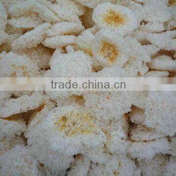 Snow white fungus