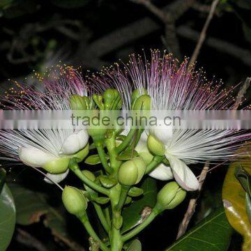The Landscape Tree Barringtonia Asiatica Seedling