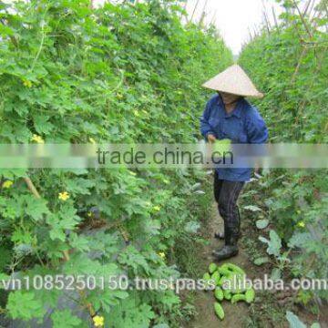 Frozen Bitter Leaves