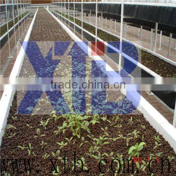 Large Roof Span PC Sheet Greenhouse