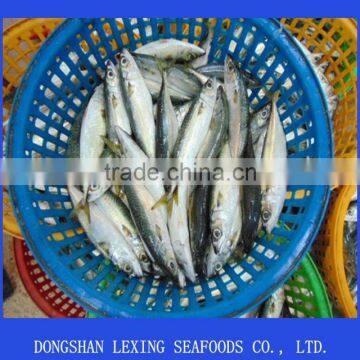 frozen pacific mackerel fish new good quality