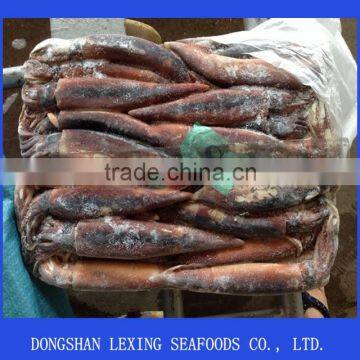 Best Frozen Illex Argentinus Squid Price