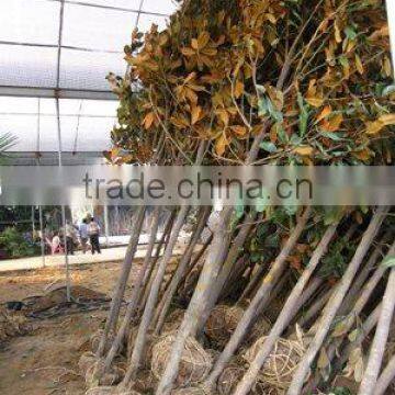 Magnolia grandiflora arrive