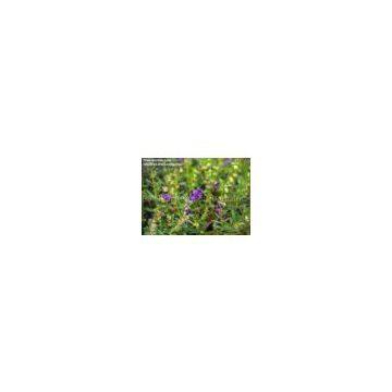 Scutellaria Baicalensis Extract photo-2