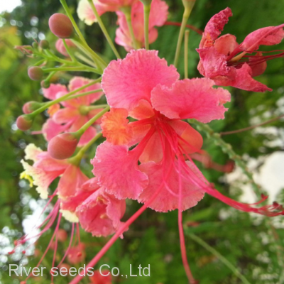 Bulk Peacock Flower Caesalpinia pulcherrima seeds Barbados Flower Fence seeds for sale