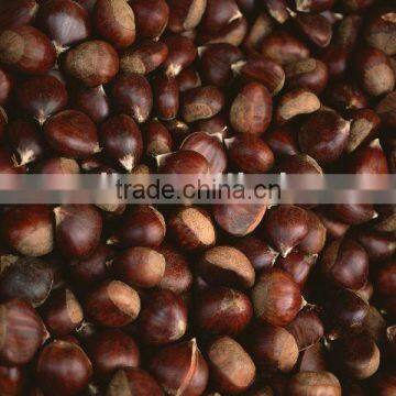 Chinese Fresh Chestnut